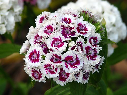 dianthus barbatus